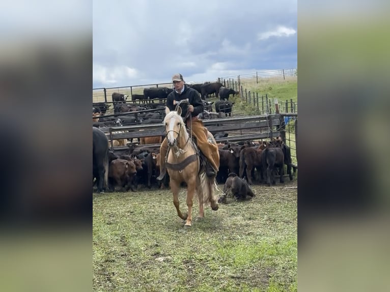 Caballo cuarto de milla Yegua 6 años 150 cm Palomino in Lipan, TX