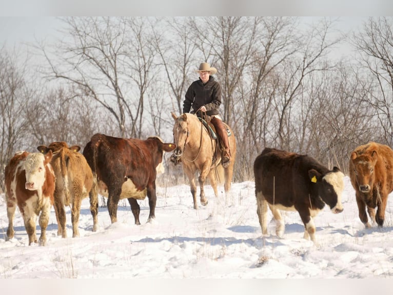 Caballo cuarto de milla Yegua 6 años 150 cm Palomino in Millersburg, OH