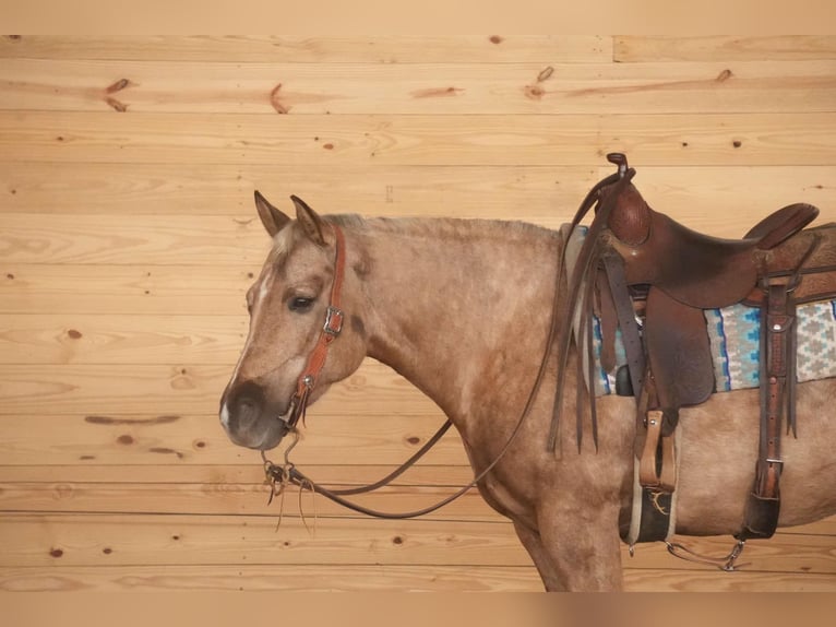 Caballo cuarto de milla Yegua 6 años 150 cm Palomino in Millersburg, OH