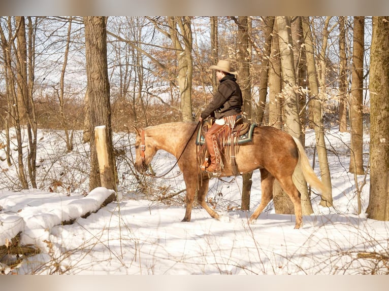 Caballo cuarto de milla Yegua 6 años 150 cm Palomino in Millersburg, OH