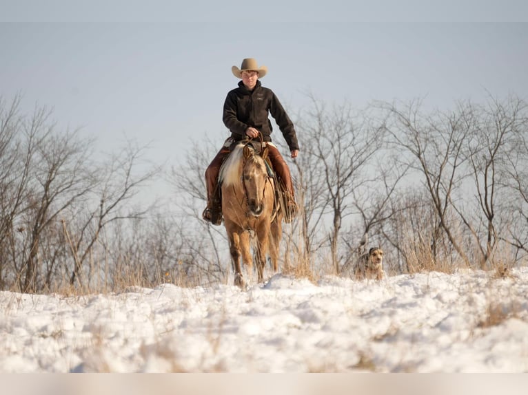 Caballo cuarto de milla Yegua 6 años 150 cm Palomino in Millersburg, OH