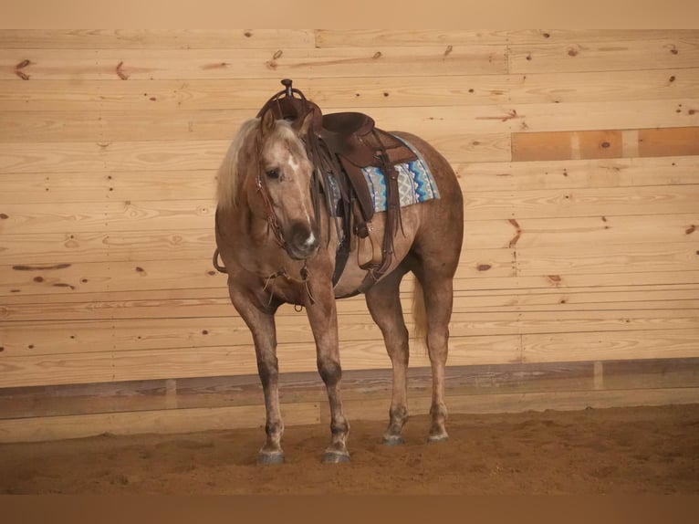 Caballo cuarto de milla Yegua 6 años 150 cm Palomino in Millersburg, OH