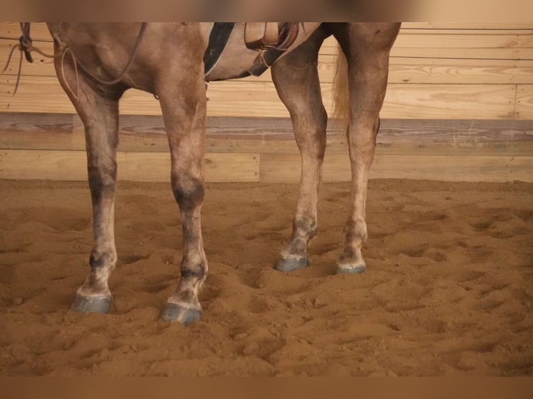 Caballo cuarto de milla Yegua 6 años 150 cm Palomino in Millersburg, OH