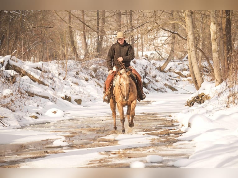 Caballo cuarto de milla Yegua 6 años 150 cm Palomino in Millersburg, OH