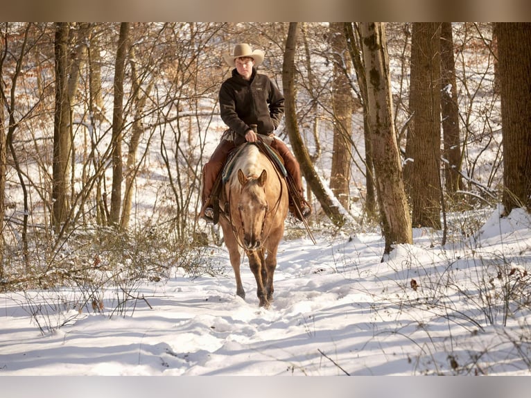 Caballo cuarto de milla Yegua 6 años 150 cm Palomino in Millersburg, OH