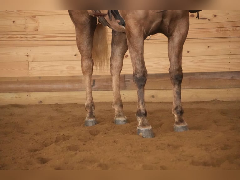 Caballo cuarto de milla Yegua 6 años 150 cm Palomino in Millersburg, OH