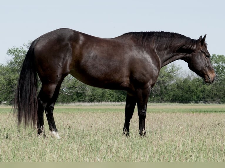 Caballo cuarto de milla Yegua 6 años 150 cm in Weatherford, TX
