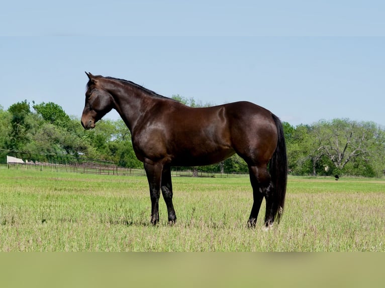 Caballo cuarto de milla Yegua 6 años 150 cm in Weatherford, TX