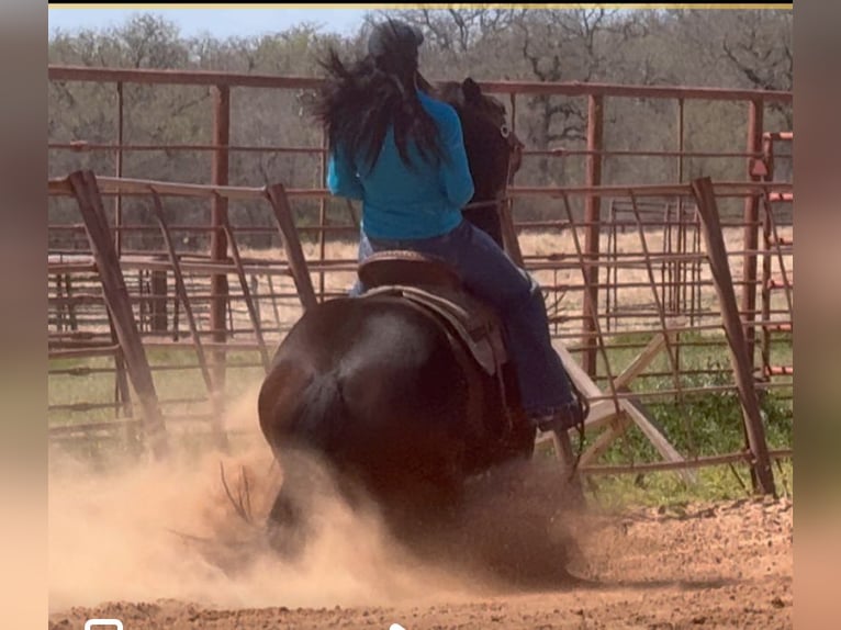 Caballo cuarto de milla Yegua 6 años 150 cm in Weatherford, TX