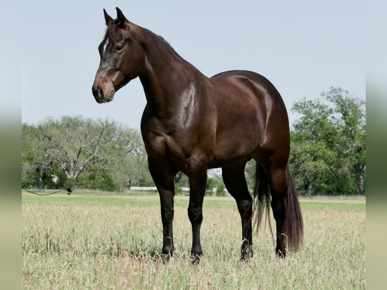 Caballo cuarto de milla Yegua 6 años 150 cm in Weatherford, TX