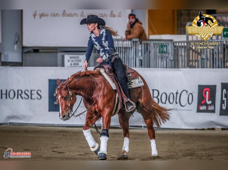 Caballo cuarto de milla Yegua 6 años 152 cm Alazán in Moosthenning