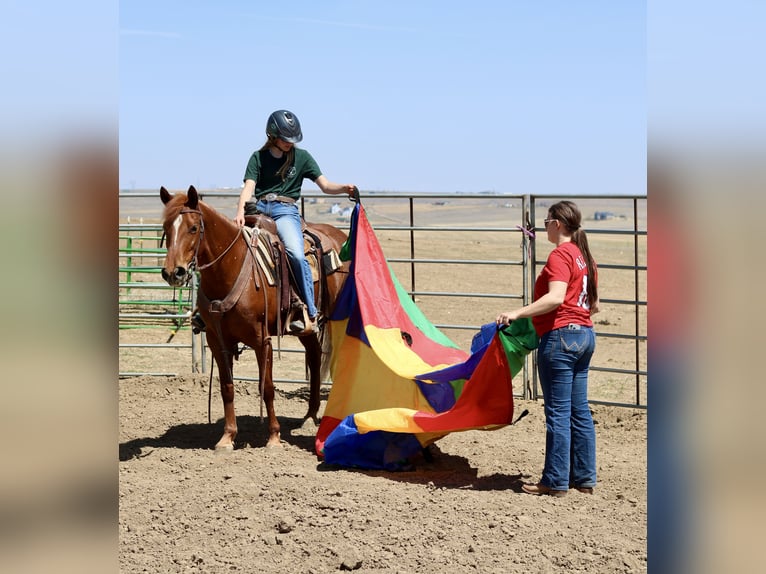 Caballo cuarto de milla Yegua 6 años 152 cm Alazán rojizo in Fort Collins, CO