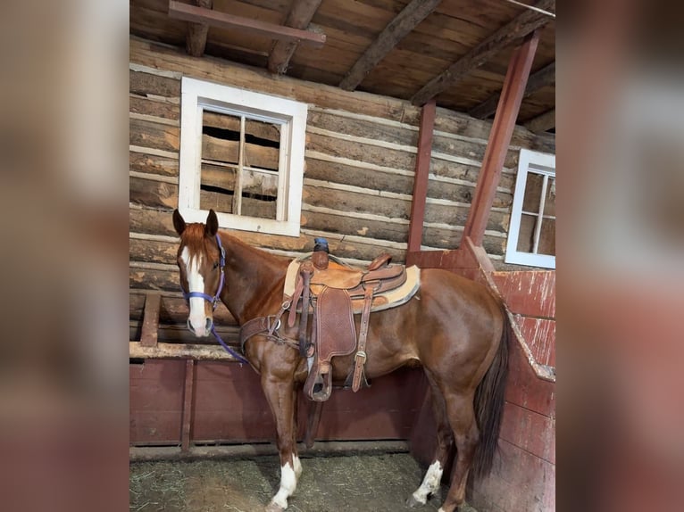 Caballo cuarto de milla Yegua 6 años 152 cm Alazán rojizo in Loveland, CO