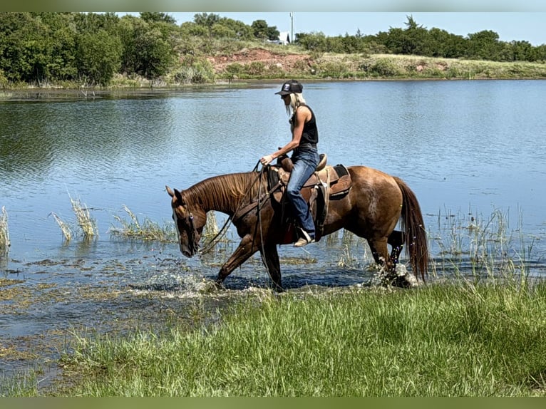 Caballo cuarto de milla Yegua 6 años 152 cm Alazán rojizo in Jacksboro