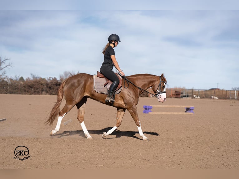 Caballo cuarto de milla Yegua 6 años 152 cm Alazán rojizo in Canyon