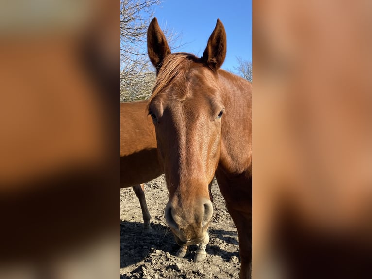 Caballo cuarto de milla Yegua 6 años 152 cm Alazán-tostado in Garden City