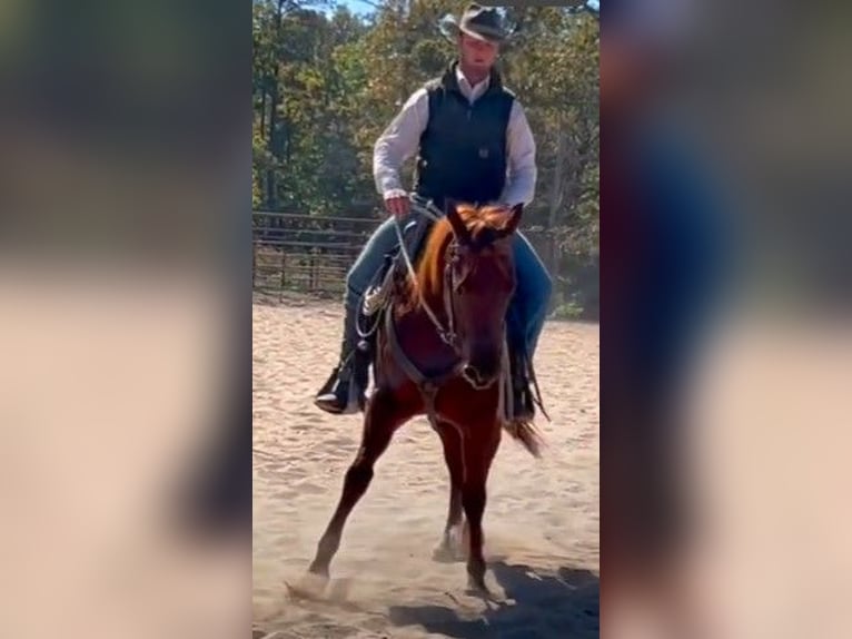 Caballo cuarto de milla Yegua 6 años 152 cm Alazán-tostado in Garden City