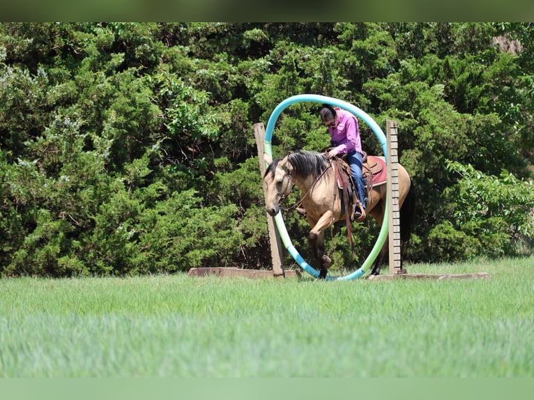 Caballo cuarto de milla Yegua 6 años 152 cm Buckskin/Bayo in Ripley