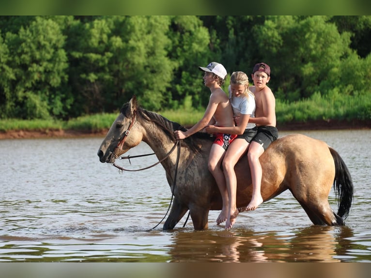 Caballo cuarto de milla Yegua 6 años 152 cm Buckskin/Bayo in Ripley