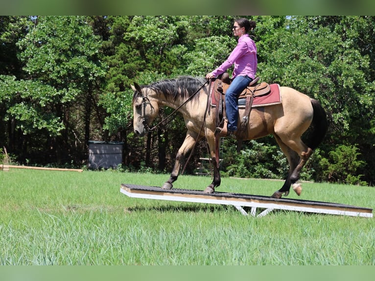 Caballo cuarto de milla Yegua 6 años 152 cm Buckskin/Bayo in Ripley