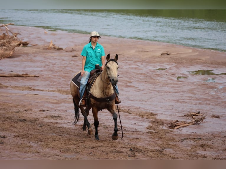 Caballo cuarto de milla Yegua 6 años 152 cm Buckskin/Bayo in Ripley