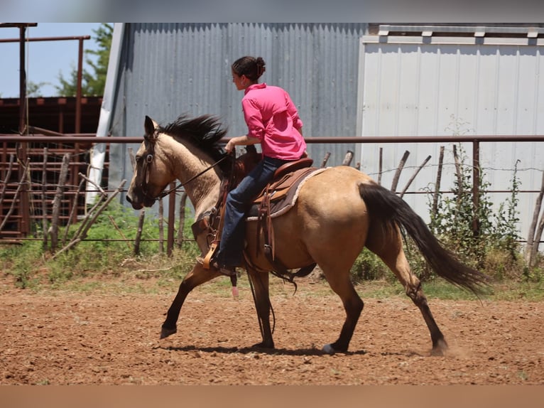 Caballo cuarto de milla Yegua 6 años 152 cm Buckskin/Bayo in Ripley