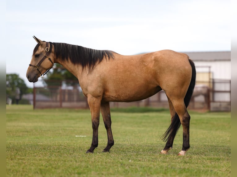 Caballo cuarto de milla Yegua 6 años 152 cm Buckskin/Bayo in Ripley