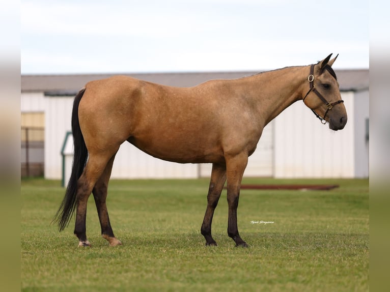 Caballo cuarto de milla Yegua 6 años 152 cm Buckskin/Bayo in Ripley
