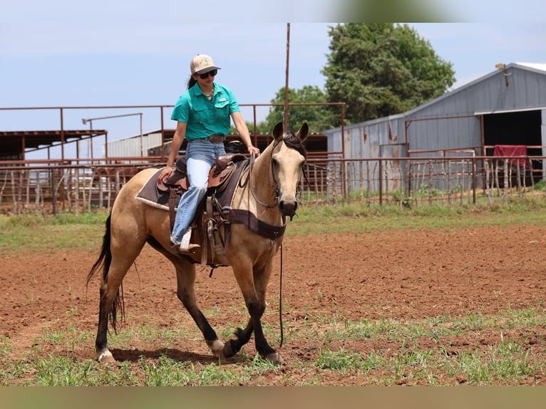 Caballo cuarto de milla Yegua 6 años 152 cm Buckskin/Bayo in Ripley
