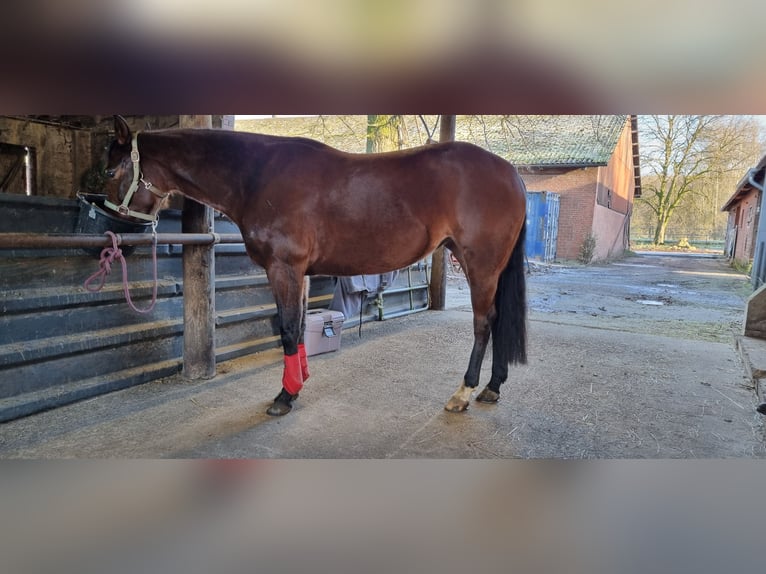 Caballo cuarto de milla Yegua 6 años 152 cm Castaño in Loxstedt