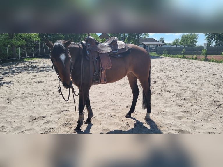 Caballo cuarto de milla Yegua 6 años 152 cm Castaño in Loxstedt