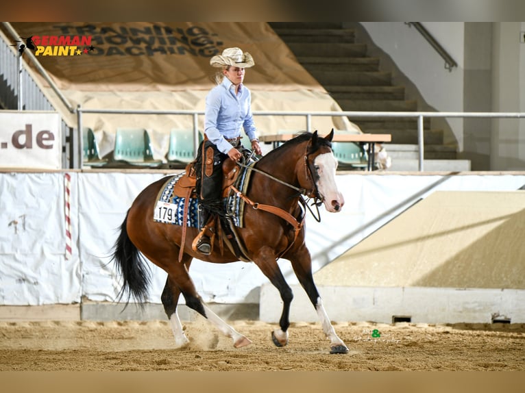 Caballo cuarto de milla Yegua 6 años 152 cm Castaño in Schlammersdorf