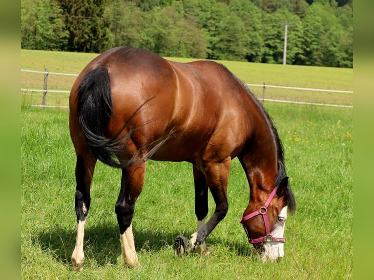 Caballo cuarto de milla Yegua 6 años 152 cm Castaño in Schlammersdorf