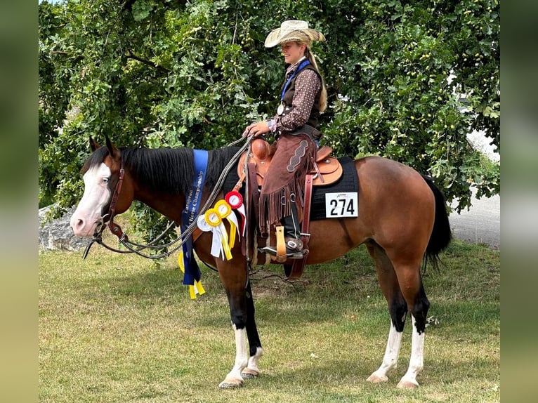 Caballo cuarto de milla Yegua 6 años 152 cm Castaño in Schlammersdorf