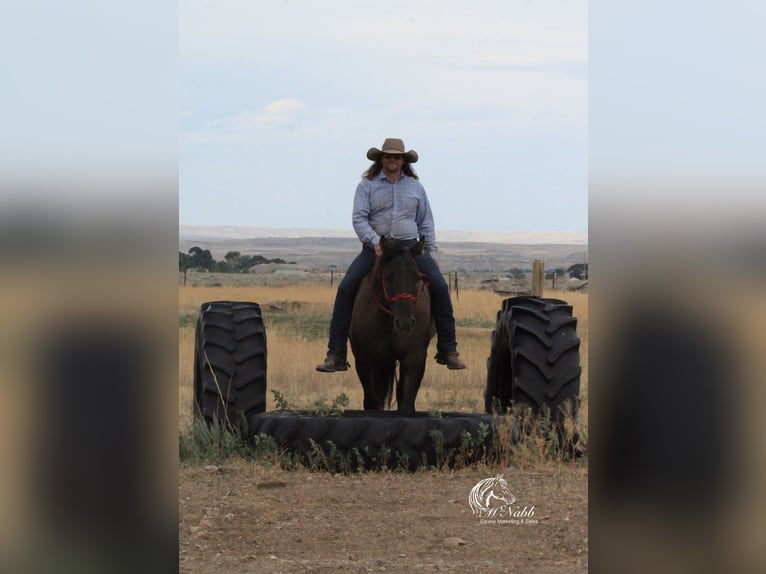 Caballo cuarto de milla Yegua 6 años 152 cm Grullo in Cody