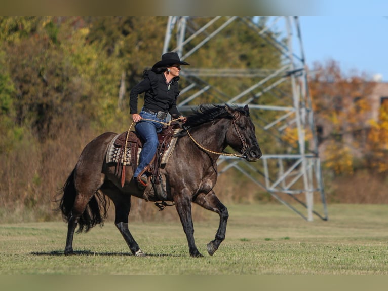 Caballo cuarto de milla Yegua 6 años 152 cm Grullo in Joshua