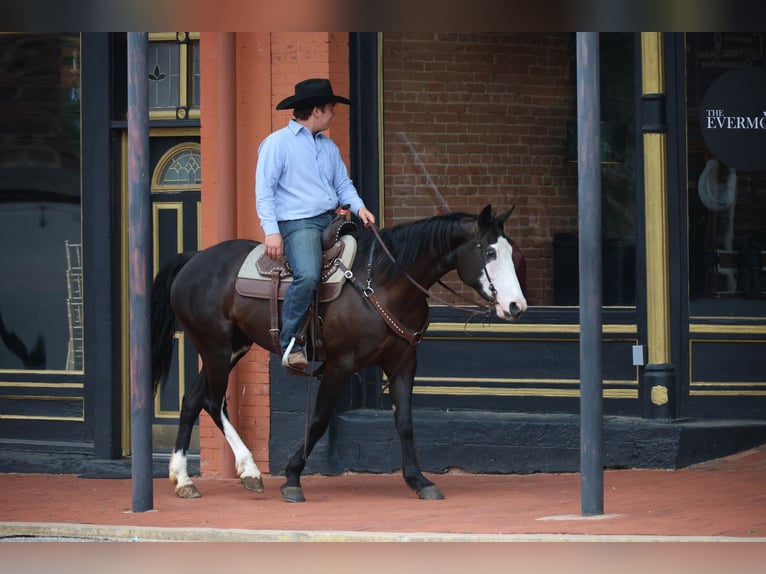Caballo cuarto de milla Yegua 6 años 152 cm Negro in Ripley