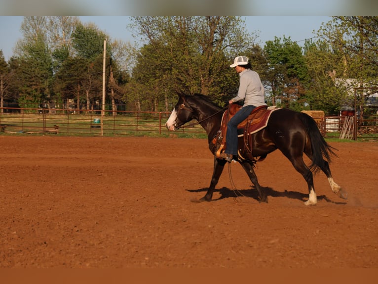 Caballo cuarto de milla Yegua 6 años 152 cm Negro in Ripley