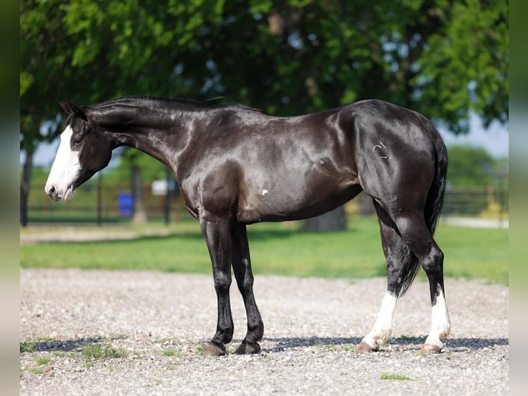 Caballo cuarto de milla Yegua 6 años 152 cm Negro in Ripley