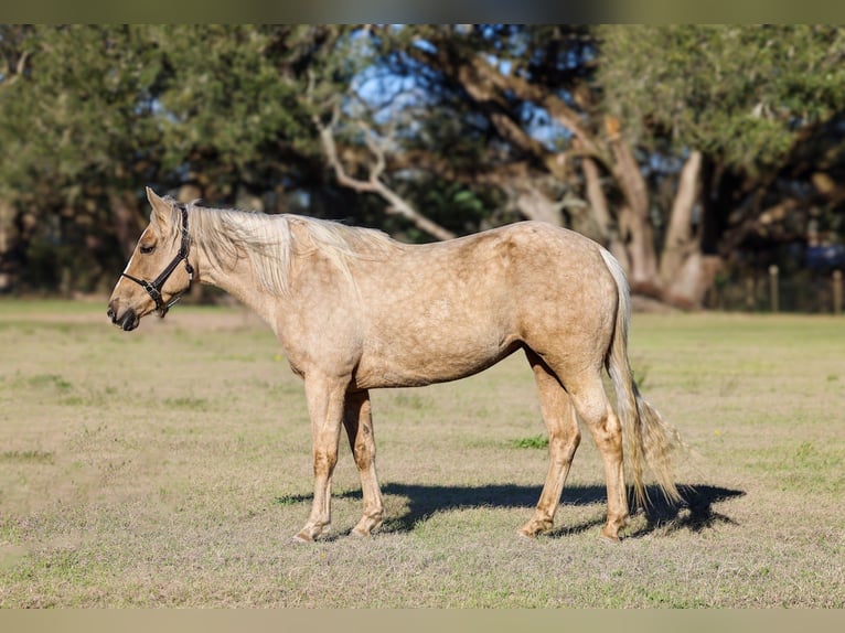 Caballo cuarto de milla Yegua 6 años 152 cm Palomino in Grand Bay