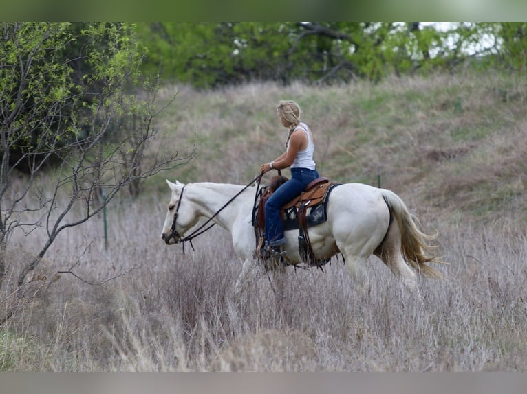 Caballo cuarto de milla Yegua 6 años 152 cm Palomino in Mineral Wells