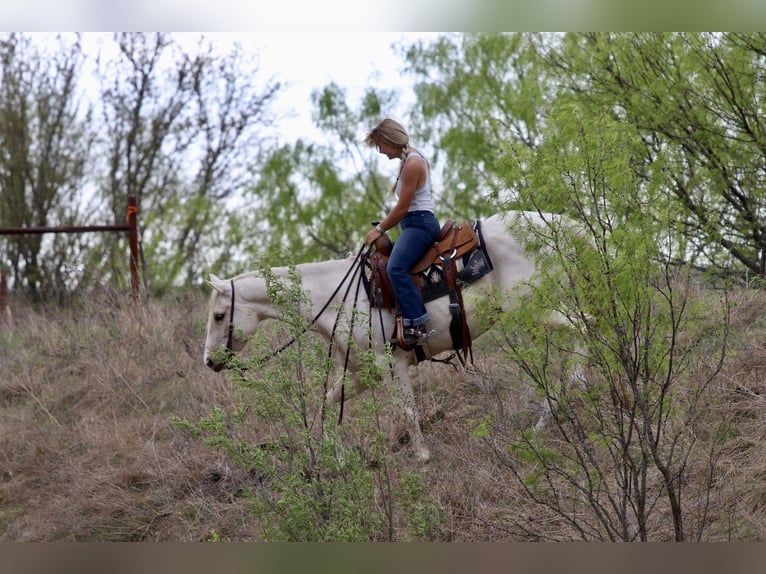 Caballo cuarto de milla Yegua 6 años 152 cm Palomino in Mineral Wells