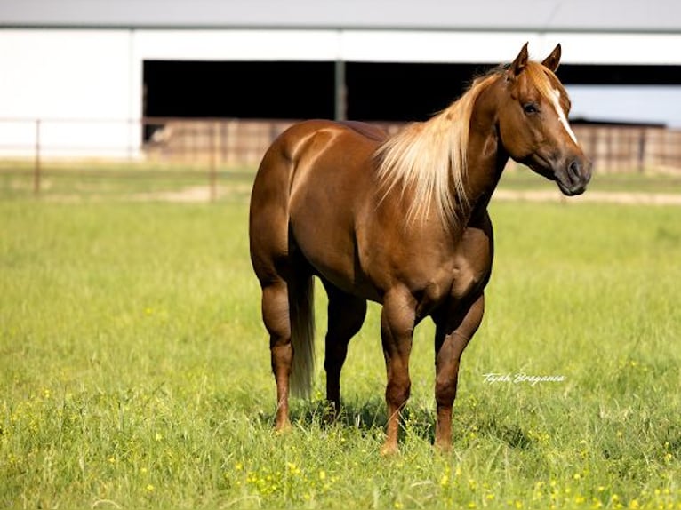 Caballo cuarto de milla Yegua 6 años 152 cm Red Dun/Cervuno in Crescent, OK