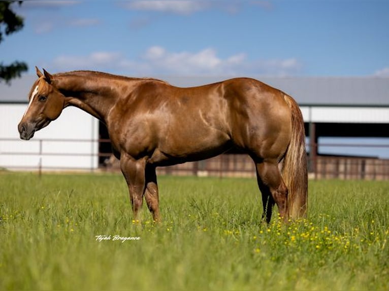 Caballo cuarto de milla Yegua 6 años 152 cm Red Dun/Cervuno in Crescent, OK