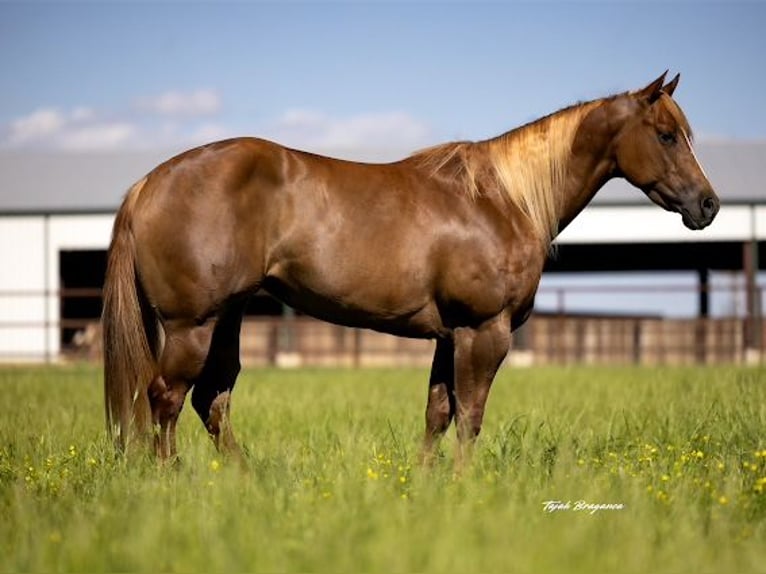 Caballo cuarto de milla Yegua 6 años 152 cm Red Dun/Cervuno in Crescent, OK