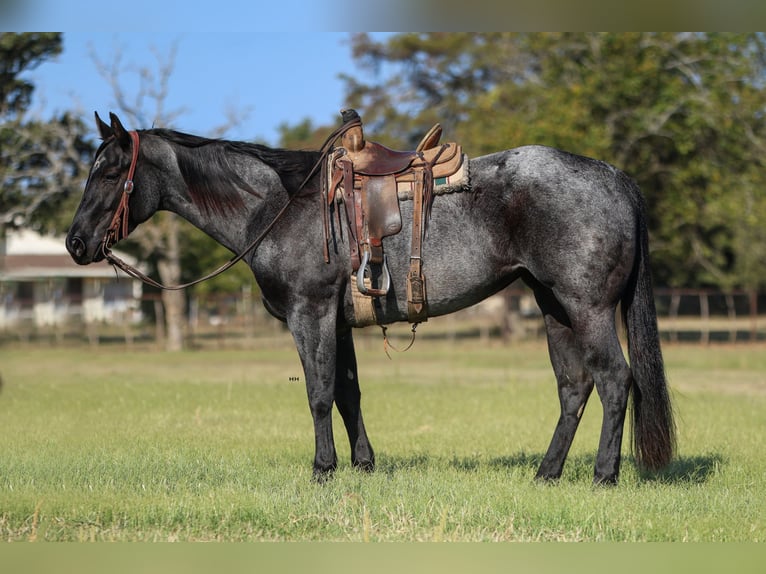 Caballo cuarto de milla Yegua 6 años 152 cm Ruano azulado in Joshua