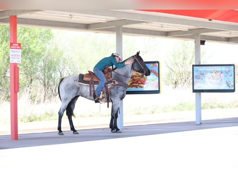 Caballo cuarto de milla Yegua 6 años 152 cm Ruano azulado in Ripley
