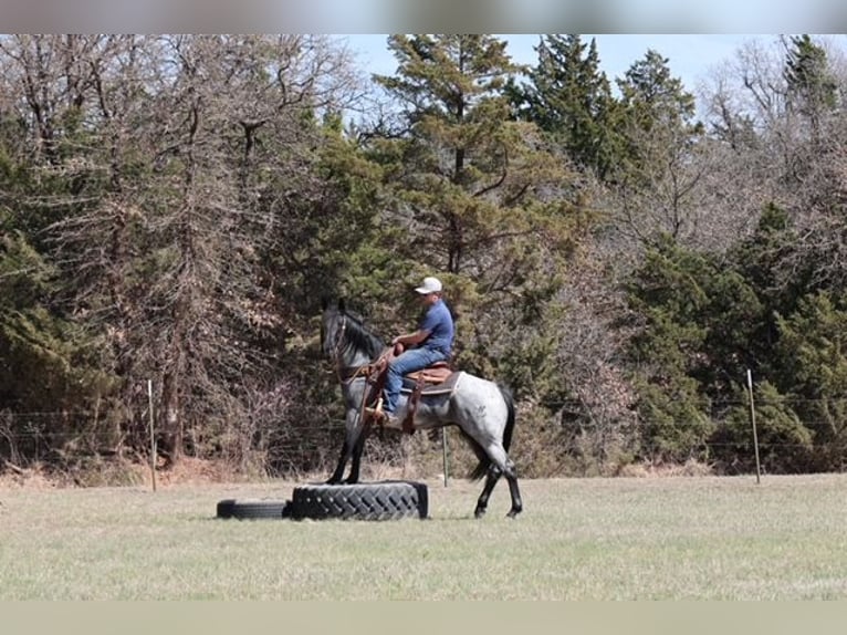 Caballo cuarto de milla Yegua 6 años 152 cm Ruano azulado in Ripley