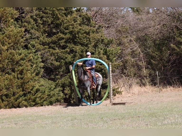 Caballo cuarto de milla Yegua 6 años 152 cm Ruano azulado in Ripley