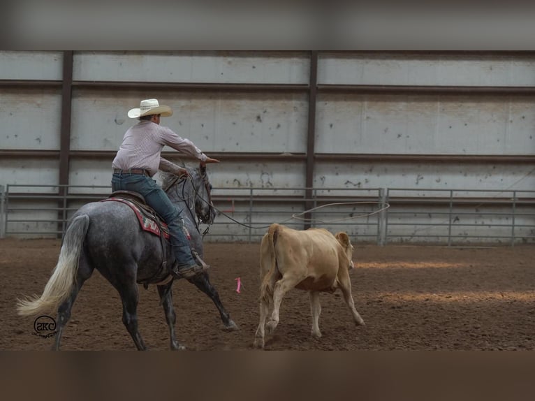 Caballo cuarto de milla Yegua 6 años 152 cm Tordo in Canyon, TX